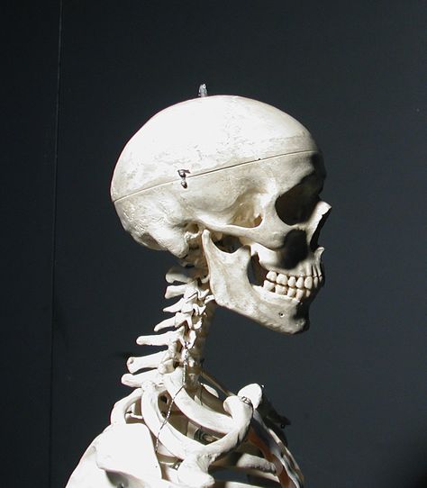 Human skull, side view Human Skeleton Side View, Skeleton Head Side View, Side Skull Reference, Skull Pose Reference, Skeleton From The Side, Skull Side View Drawing, Human Skull Side View, Skeleton Side Profile, Skull From The Side