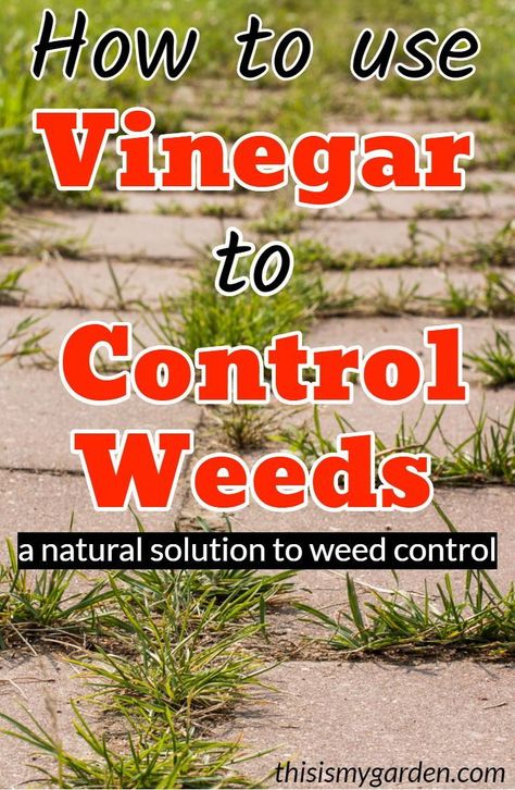 Natural Weedeater, Vinegar To Kill Weeds, Vinegar For Weeds, Kill Weeds With Vinegar, Roses Garden Care, Kill Weeds Naturally, How To Make Vinegar, Killing Weeds, Driveway Patio