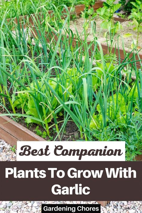 Best Companion Plants To Grow With Garlic Garlic Companion Plants, Garlic Garden, Best Companion Plants, Gardening Herbs, Companion Planting Vegetables, Food Forest Garden, Companion Gardening, Garden Companion Planting, Planting Garlic