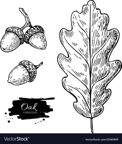 Oak Leaf And Acorn Drawing, Simple Acorn Drawing, Acorn Drawing Simple, Acorn Silhouette, Acorn Vector, Oak Illustration, Acorn Illustration, Acorn Drawing, Mistletoe Plant