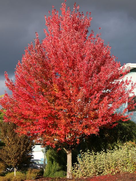 Redpointe® Maple - J. Frank Schmidt & Son Co. Redpointe Maple Tree, Princess Paris, Acer Rubrum, Fun Thanksgiving Crafts, Maple Trees, Big Backyard, Green Acres, Landscaping Garden, Red Fall