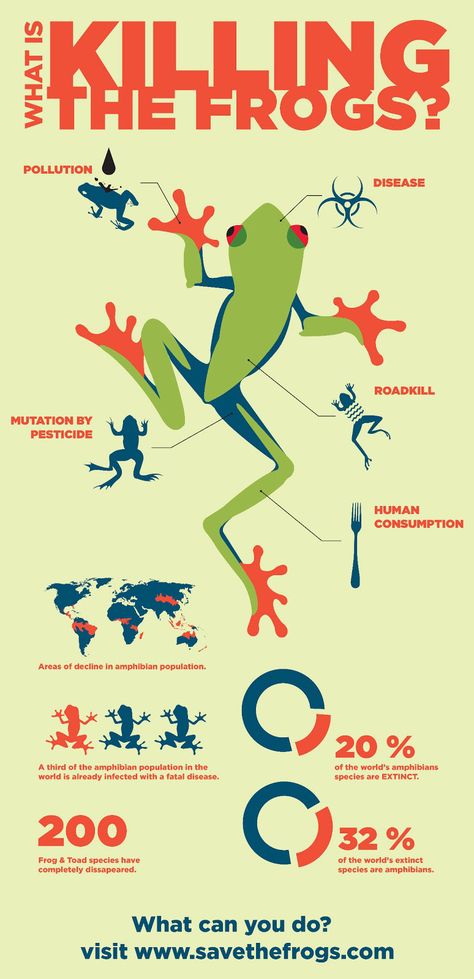 Frog Infographic Animal Infographic Illustration, Art Infographic Design, Infographic Design Animal, Frog Infographic, Animal Infographic Design, Rainforest Infographic, Cool Infographics, Forest Infographic, Zoo Infographic