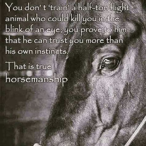 . Horse Training Quotes, Equine Quotes, Inspirational Horse Quotes, Horse Riding Quotes, Equestrian Quotes, Training Quotes, Riding Quotes, Cowgirl Quotes, Quotes Family