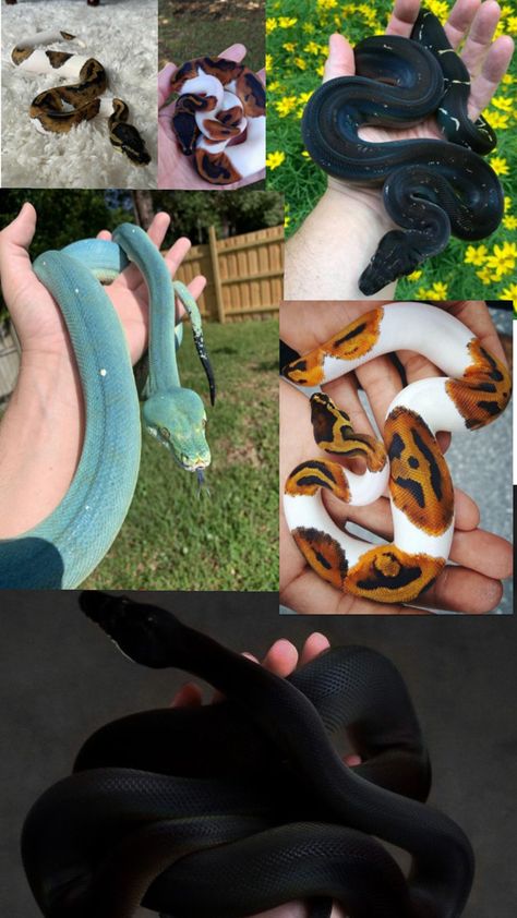 Snake Lovers, Cute Animals, Animals