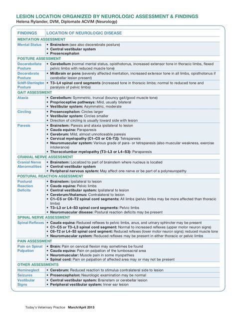 Vtne Study Guide, Veterinary Neurology, Veterinarian Career, Neurological Assessment, Veterinary Tech, Vet Tech School, Vet Technician, Vet Medicine, Vet School