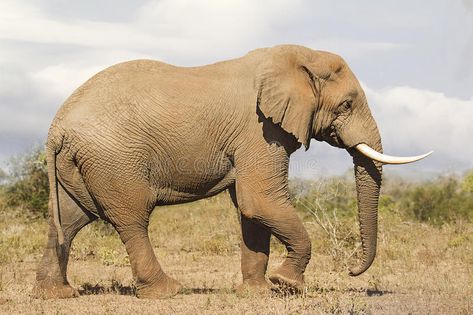 Download Elephant Bull Side view stock photo. Image of fauna, brown - 96162680 Aesthetic Elephant, Elephant Aesthetic, Drawing Elephant, Forest Elephant, Elephant Habitat, African Forest, Elephant African, Painting Elephant, African Forest Elephant