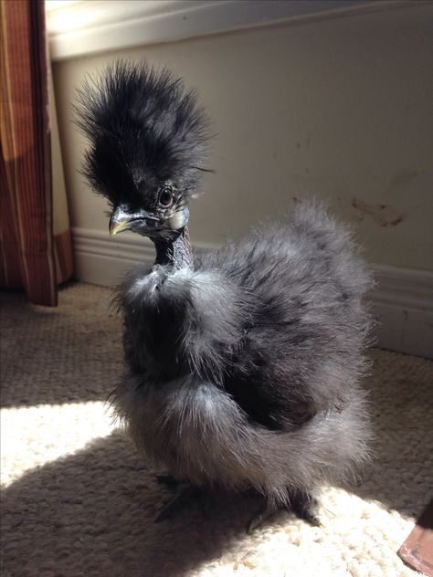 My favorite one!!! Feather Duster For Chicks, Black Showgirl, Black Chicken, Fancy Chickens, Silkie Chickens, Beautiful Chickens, Feather Duster, Cute Chickens, Chickens And Roosters