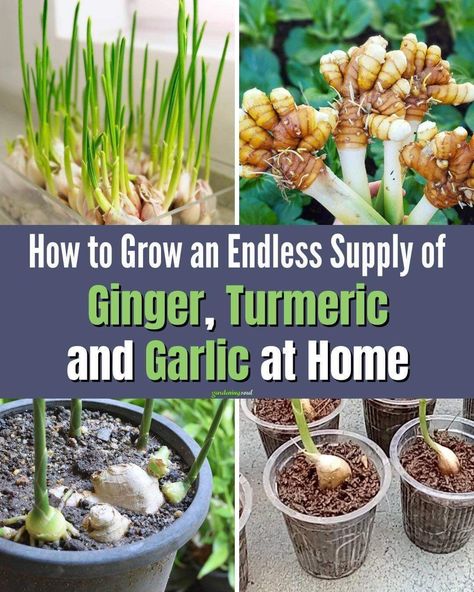 Growing Turmeric Indoors, How To Grow Ginger At Home, Growing Tumeric Outdoors, Hydroponic Garlic, How To Grow Ginger Root At Home, How To Grow Turmeric, Planting Turmeric, How To Grow Ginger, Indoor Edible Garden