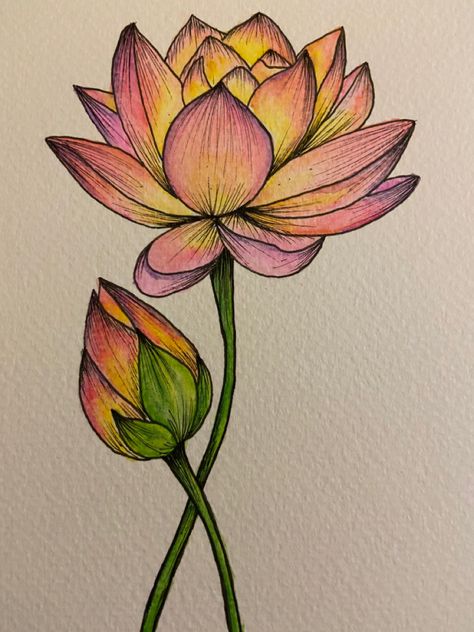 Flower Sketching Pencil, Indian Flower Drawing, Drawing Ideas Colour Pencil Beginner, How To Draw A Lotus Flower, Flower Drawing Color Pencil, Colour Pencil Drawing Easy, Lotus Flower Sketch, Color Pencil Art For Beginners, Lotus Sketch