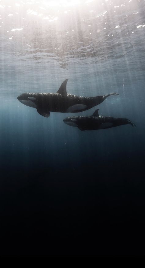 Orca Lockscreen, Orca Whales Aesthetic, Orca Iphone Wallpaper, Orca Whale Wallpaper, Orca Backgrounds, Aesthetic Whale Wallpaper, Orca Wallpaper Aesthetic, Orca Wallpaper Iphone, Orca Whales Wallpaper