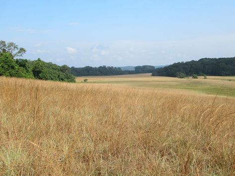 Savannah Grasslands, Savanna Biome, Central Africa, Wings Of Fire, Fantasy Concept Art, Wild Cats, Landscape Art, Savannah, Savannah Chat