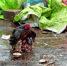 Mother Hen Shelters Her Chicks in the Rain || @ViralHog 🐣💕 ...#animals #chicken #mother #wildlife #viralhog #animalstyle #cuteanimals #funnyanimals #loveanimals #animalslover #wildlifephotography #animalslove #animalslovers #animalsarefriends #animalsfunny #buzzfeedanimals #animals_in_world #wildlifeplanet #animalsofig Puppy Husky, Mother Hen, Sweet Animals, Mothers Love, 귀여운 동물, Cute Funny Animals, Animals Friends, Animal Gifs, Funny Animal Videos