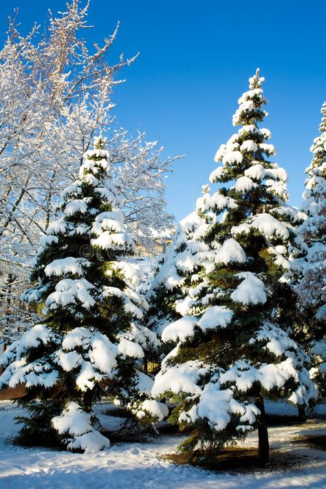 Pine trees covered in snow. Close up of pine trees in forest covered with snow, , #AFFILIATE, #covered, #snow, #Pine, #trees, #Close #ad Christmas Tree In Snow, Christmas Tree Forest, Canvas Wall Art Living Room, Christmas Tree With Snow, Pine Trees Forest, Snow Tree, Snow Covered Trees, Painting Snow, Blue Sky Background