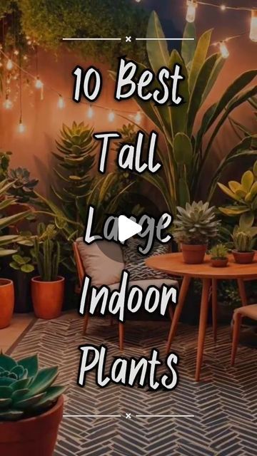 Indoor Bamboo, Tall Indoor Plants, Bamboo Garden, Best Indoor Plants, Buy Plants, Tall Plants, Green Thumb, Indoor Plants, Interior Styling