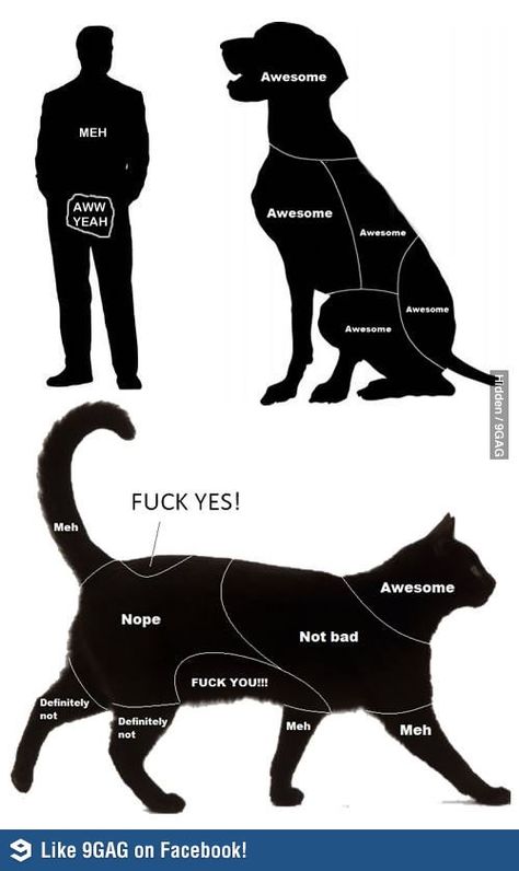 The Petting Charts of Animals Katt Grejer, Cat Vs Dog, Memes Humor, Funny Cat Memes, Cool Pets, Funny Animal Pictures, Crazy Cat Lady, Dogs Cats, Bones Funny