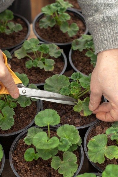 How To Keep Geraniums Blooming All Summer Long - Geranium Care 101 Growing Geraniums, Plantarea Legumelor, Geranium Care, Geraniums Garden, Geranium Plant, Tanaman Pot, Cushion Storage, Container Gardening Flowers, Front Porch Ideas