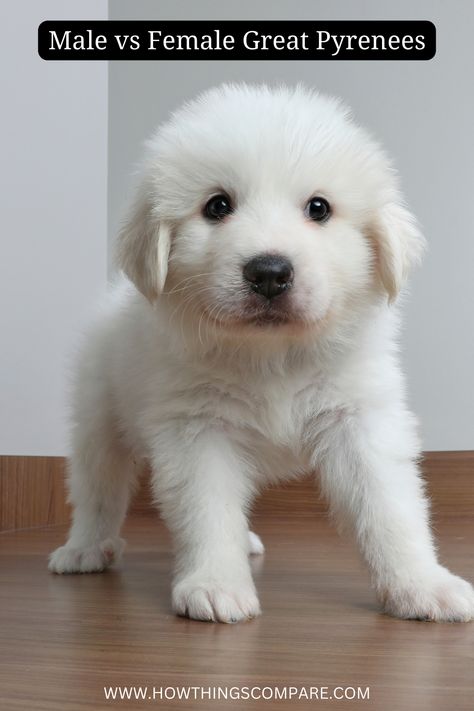 Male vs Female Great Pyrenees: Which One Should I Get? In this article, we want to show you the clear differences between male and female Great Pyrenees. Knowing these distinctions will help you prepare for adoption. Golden Pyrenees, Male And Female Animals, Massive Dogs, Pyrenees Puppies, Pets Stuff, Great Pyrenees Puppy, Male Vs Female, Most Beautiful Dogs, Cute Dog Photos