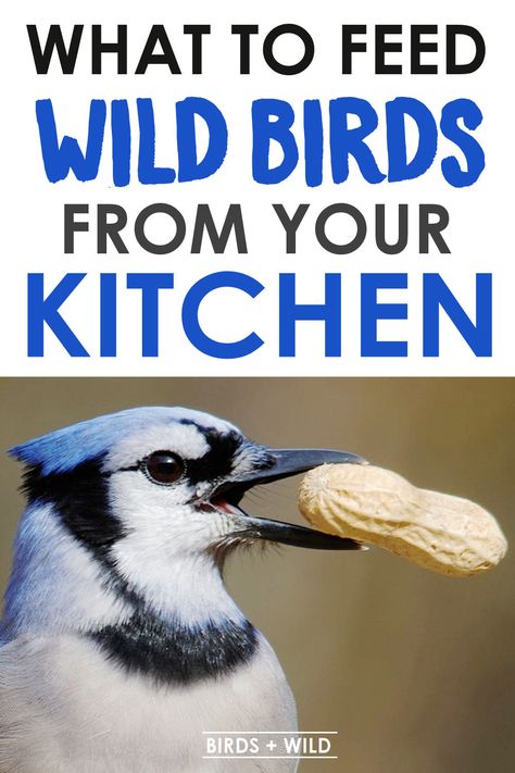 Love feeding your backyard birds and hate wasting food? Then click now to discover which food scrap you can offer up from your kitchen that's safe for the wild birds to eat. Birds + Wild #birds #wildbirds #backyardbirds #birdwatching #reducefoodwaste #ecofriendly Wild Animal Feeding Station, Feeding Wild Birds, How To Build A Bird House, Backyard Bird Feeding Stations, Bird Feeding Station Ideas Diy, Bird Feeding Station Ideas, What Do Birds Eat, Pennsylvania Birds, Wild Birds Backyards