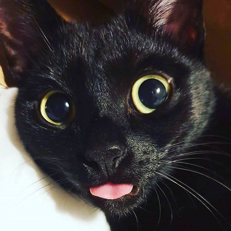 Willing to be adorable in exchange for treats . . . #tot #tongueout #tongueouttuesday #tongueouttuesday #catswiththeirtonguesout #catswiththeirmouthsopen #treatouttuesday #meowedtongueout #greeneyes #pinktongue #adorablecatsofinstagram #blackcat #minipanther #housepanther #blackcatlover #blackcatsmatter #blackcatsarethebest #blackcatlover #blackcatsrock #catsofinstagram #catsofday #catsofworld #catstagram #shurithecat Black Cat Green Eyes, Black Cat With Fangs, Cat Green Eyes, Smug Cat Meme, Cat Angry Meme Face, Black Cat Lover, Black Cat Meme, Ice King, Cute Black Cats