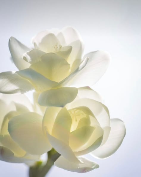 Jasmine Flower Photography, Yonkers New York, White Freesia, Indie Beauty Brands, Jasmine Oil, Skincare Blogger, Green Ivy, Skincare Blog, Cool Backgrounds Wallpapers