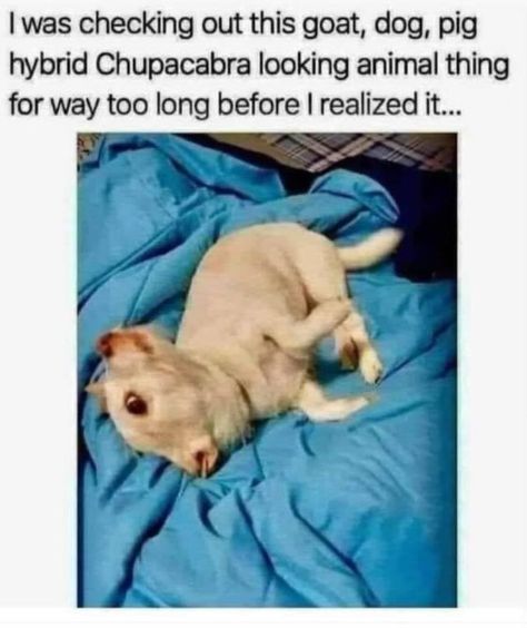 Dogs, Dog Hybrid, Forced Perspective, Hybrid Dogs, Reverse Image Search, A Cartoon, Blue, White