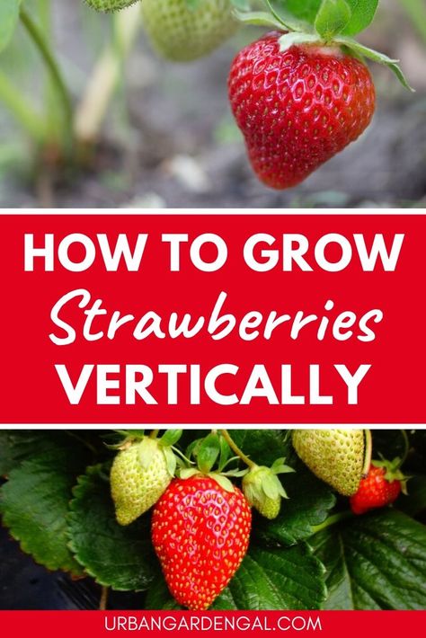 Growing strawberries vertically is ideal for maximizing the space in your garden. Here are some easy ways to grow strawberries in a vertical garden. #growingfruit #fruitgarden #verticalgarden Grow Strawberries Vertically, Growing Strawberries Vertically, Fast Growing Privacy Shrubs, Growing Strawberries In Containers, How To Grow Strawberries, Fruit Trees In Containers, Vertical Garden Systems, Strawberries In Containers, Grow Strawberries