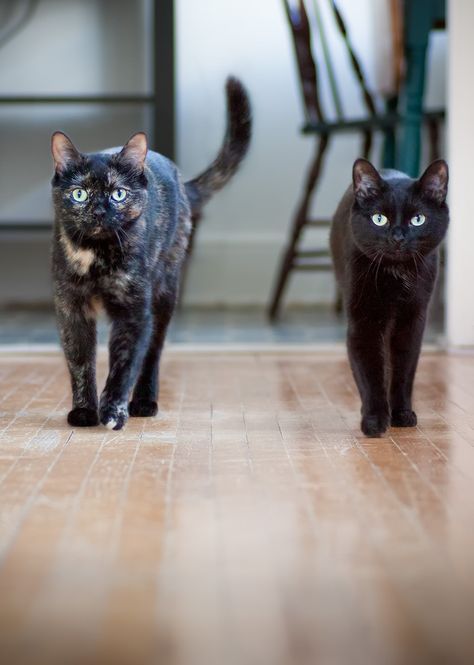 Kiki & Mimi I had an idea to photograph my cats walking or running towards the camera. Many shots and even more kitty treats later I finally captured them! Cat Running Towards Camera, Cat Walking Towards Camera, Running Towards Camera, Walking Towards Camera, Cats Walking, Kitty Treats, Painting References, Cat Walk, Cat Treats