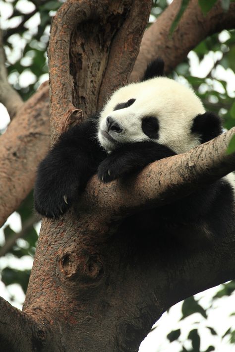 Panda Pictures, Panda Bebe, Baby Panda Bears, Panda Mignon, Panda Lindo, Panda Funny, Lovely Animals, Panda Love, Haiwan Peliharaan