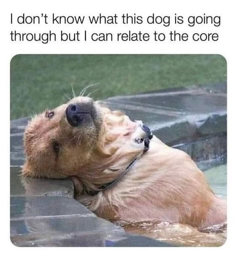 Funny Animal Jokes, Memes Kpop, Funny Animal Memes, Animal Jokes, Nurse Humor, Dog Memes, Cute Little Animals, Animal Memes, Cute Funny Animals