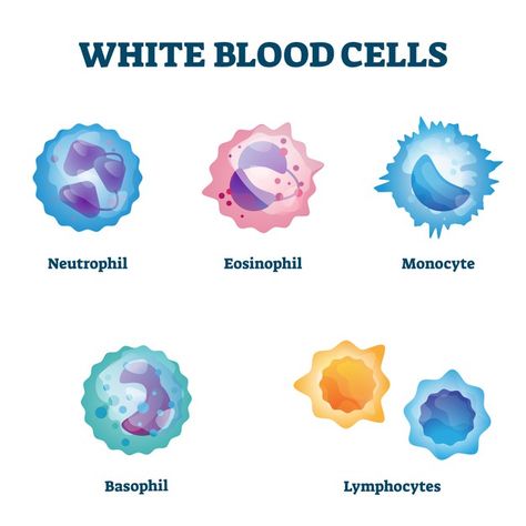 Cells Diagram, White Blood Cells Increase, Cell Diagram, Medical Assistant Student, White Blood Cell, Human Body Anatomy, White Blood, Medical School Studying, Science Notes