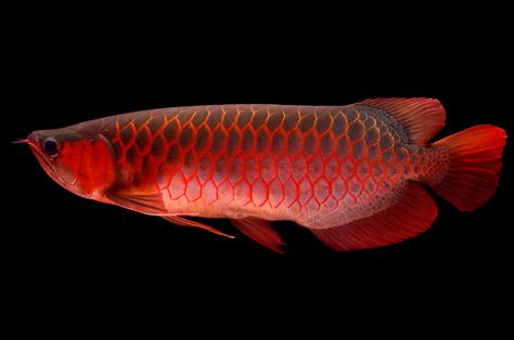 Fish Diet, Arowana Fish, Tropical Fish Aquarium, Tropical Freshwater Fish, Dragon Fish, Monster Fishing, Pet Fish, Exotic Fish, Beautiful Fish