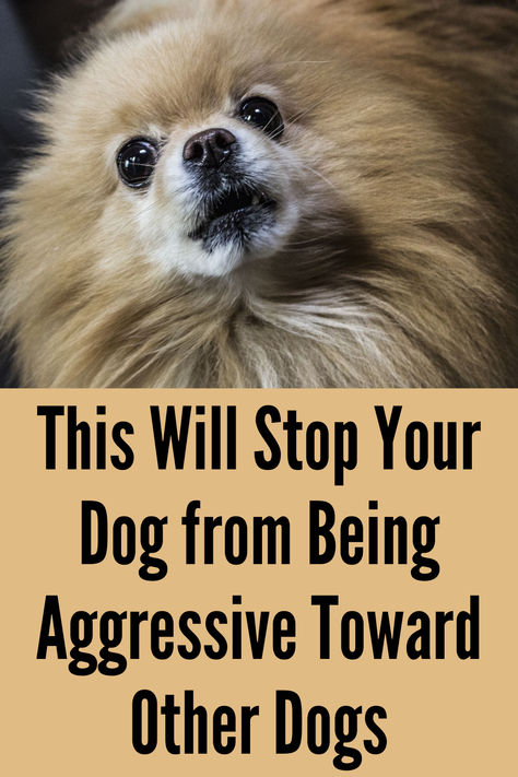 If your dog is aggressive toward other dogs, this can solve it. Professional Dog Trainer and Behavioral Specialist, Doggy Dan (owner of the dog training website, TheOnlineDogTrainer.com) has worked with thousands of aggressive dogs throughout his career.  Doggy Dan has developed a dog training program specifically for aggressive dogs. Aggressive Dog Training Tips, Dog Aggression Towards Other Dogs, Behavioral Specialist, Aggressive Dogs, Dog Training Aggression, Dog Aggression, Angry Dog, It Professional, Dog Behavior Problems