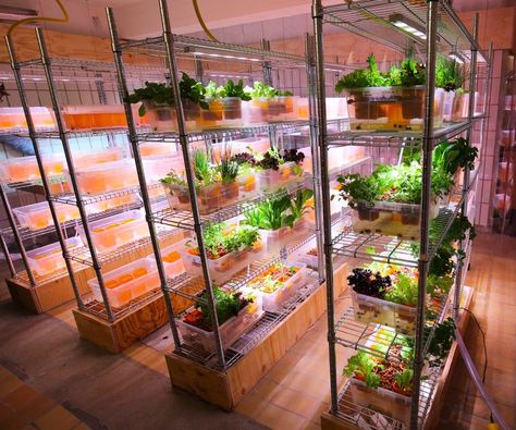 Space10, IKEA, IKEA Space10, aquaponics, IKEA aquaponics, Space10 aquaponics… Ikea Indoor Garden, Apartment Aquaponics, Aquaponics Aquarium, Indoor Aquaponics, Growing Food Indoors, Backyard Aquaponics, Indoor Farming, Aquaponics Fish, Aquaponics Diy