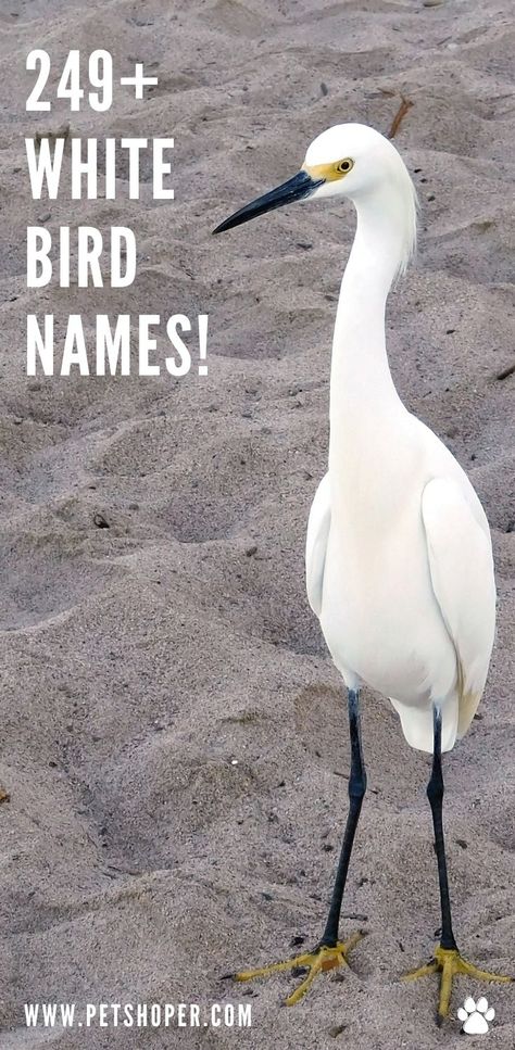 White Bird Names - the best names for your white friends. Names like Coco, Snowy, Pearl, Sparkle, Cotton, Angel, Lily or Puro... find more:) #WhiteBirdNames #BirdNames Parrot Names, Bird Names, Sirius Star, Best Names, Angel Princess, Animal Names, Pet Tips, Name Suggestions, Macaw Parrot