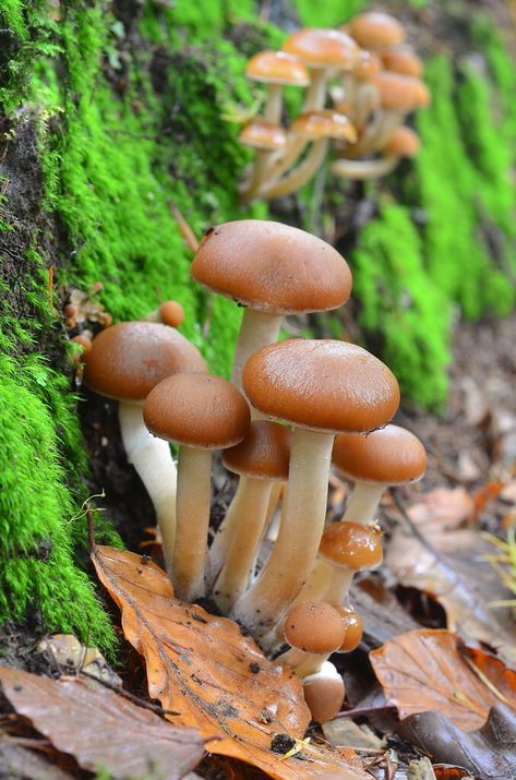 Common Stump Brittlestem Fungi Uk Mushrooms, Foraging Journal, Poster Composition, Shroom Art, Fungi Kingdom, Types Of Forests, Mushroom Nature, Fantastic Fungi, Moss Tree