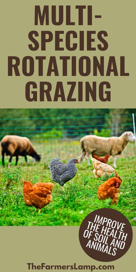 cows sheep and chickens in a pasture with words written that read multi species rotational grazing improve the health of soil and animals the farmers lamp dot com Multi Species Rotational Grazing, Pasture Raised Chickens, Homestead Animals For Beginners, Rotational Grazing, Homestead Animals, Homestead Life, Types Of Animals, Soil Improvement, Soil Health