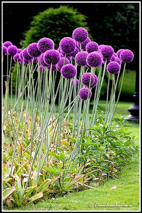 Giant Allium, Allium Globemaster, Allium Flowers, Flowers Perennials, Garden Cottage, English Garden, Exotic Flowers, Front Garden, Backyard Landscaping Designs