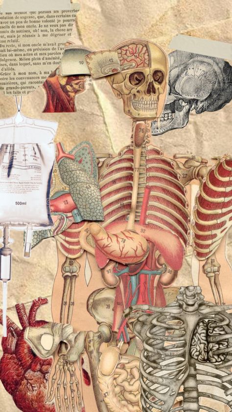 #myfirstshuffle Anatomy And Physiology Wallpaper, Cute Medical Wallpaper, Anatomy Laptop Wallpaper, Nervous System Aesthetic, Medicine Aesthetic Wallpaper, Wallpaper Anatomy, Medicine Background, Vintage Medical Art, Anatomy Wallpaper