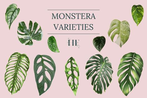 Different Types Of Monstera Plants, Different Monstera Plants, Monstera Plant Varieties, Monstera Types Chart, Small Monstera Plant, Monstera Andanosii, Types Of Monstera Plants, Monstera Types, Monstera Family