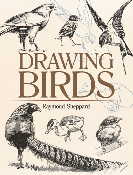 Drawing Birds, Bird Sketch, Common Birds, Animal Study, The Wing, Guided Drawing, Art Instructions, Bird Drawings, Global Art