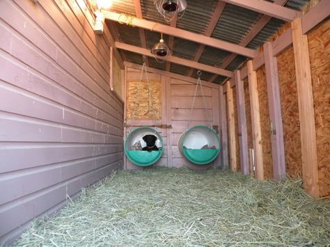 Bed, hay, heat lamps and heated water Heated Dog Kennel Ideas Outdoor, Outdoor Dog Area Winter, Outdoor Dog Kennel Ideas Winter, Indoor Outdoor Dog Kennel Ideas, Heated Dog House Outdoor, Dog Enclosure Ideas Outdoor, Outdoor Dog Water Station, Dog Kennel Ideas Outdoor, Barrel Dog House