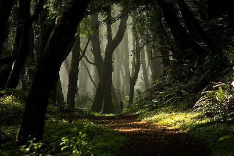 Enchanted Woods- Cascade Head, upper trail, near Lincoln City, OR USA English Forest, Bale Dance, 숲 사진, Lincoln City Oregon, Brand Boards, Laptop Wallpapers, Enchanted Wood, Forest Scenery, Dream Fantasy