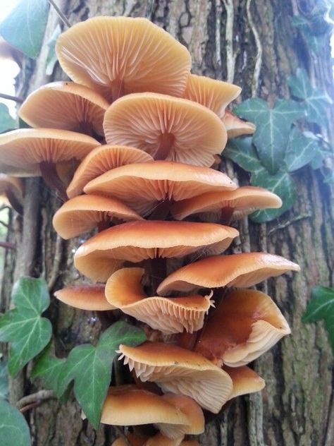 Mushroom Widget, Mushrooms On Trees, Drawings Of Mushrooms, Mushroom Bouquet, Shelf Mushrooms, Mushroom Reference, Painting Mushrooms, Mushrooms Food, Mushroom Photography