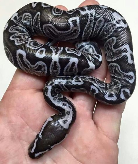 Gorgeous Ball Python Morph. Cool Snakes, Pretty Snakes, Ball Python Morphs, Cute Reptiles, Cute Snake, Beautiful Snakes, Pet Snake, Reptile Snakes, Ball Python