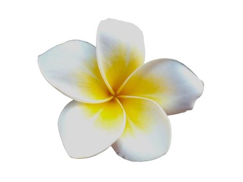 Photo frangipani or plumeria flower isol... | Premium Photo #Freepik #photo #plumeria-flower #plumeria #frangipani #frangipani-flower Flower Plumeria, Fashion Degree, Surf Posters, Moustache Style, Frangipani Flower, Beachy Art, Ig Highlights, Beach Icon, Surf Poster