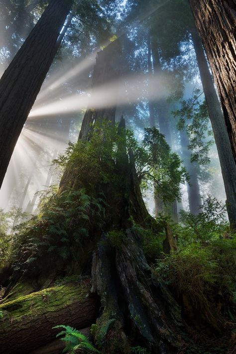 Dappled Light Forest, Ethereal Places, Forest Biome, Country Backgrounds, Forest Light, Dappled Light, Foggy Forest, Forest Path, Scenic Photography