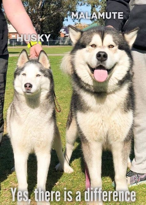 Husky Facts, Caine Husky, Siberian Husky Facts, Ras Anjing, Alaskan Malamute Puppies, Malamute Husky, Malamute Dog, Malamute Puppies, Alaskan Husky