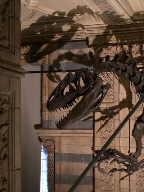 Dinosaur Sketch, Ross Geller, Dinosaur Skeleton, Night At The Museum, Jurassic Park World, Dinosaur Fossils, A Dinosaur, Prehistoric Animals, History Museum