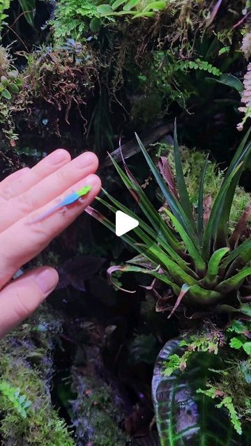 The_frog_wall on Instagram: "Bedtime for this baby gecko 😍 Phelsuma klemmeri . #dartfrog #oophaga #reptile #rareplants #houseplants #plants #pumilio #ranitomeya #dendrobates #amphibian #reptiles #terrarium #vivarium #bioactivevivarium #bioactive #bromeliads #neoregelia #reptileroom #nature #naturephotography #jungle #rainforest #exoticpets #macrophotography #philodendron #naturelovers #exoticplants #moss #aquarium #hardscape" Ikea Vivarium, Bioactive Crested Gecko Terrarium, Moss Aquarium, Bioactive Terrarium, Aquarium Hardscape, Dart Frog Vivarium, Gecko Vivarium, Vivarium Ideas, Jungle Rainforest