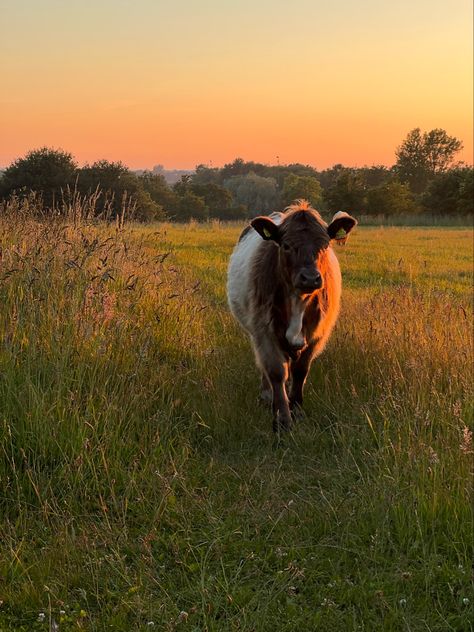 Cows Grazing, Denmark Copenhagen, Moo Moo, Animal Photos, European Countries, Animal Photo, Farm Life, Copenhagen, Denmark